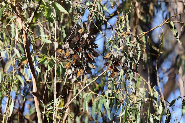 Butterflies in Ardenwood farm Fremont California