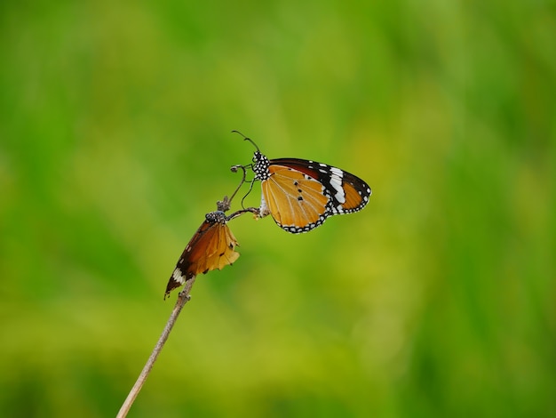  Butterflies are breeding