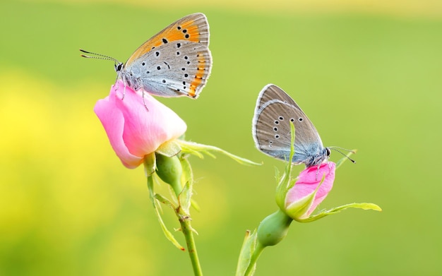 Butterflies are sitting on a pink rose.