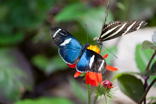 Butterflies feeding