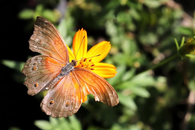 Butterflies and flowers look beautiful.
