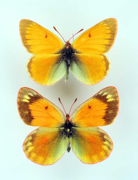 Butterflies isolated on white. Orange butterfly Colias staudingeri macro, pieridae, collection