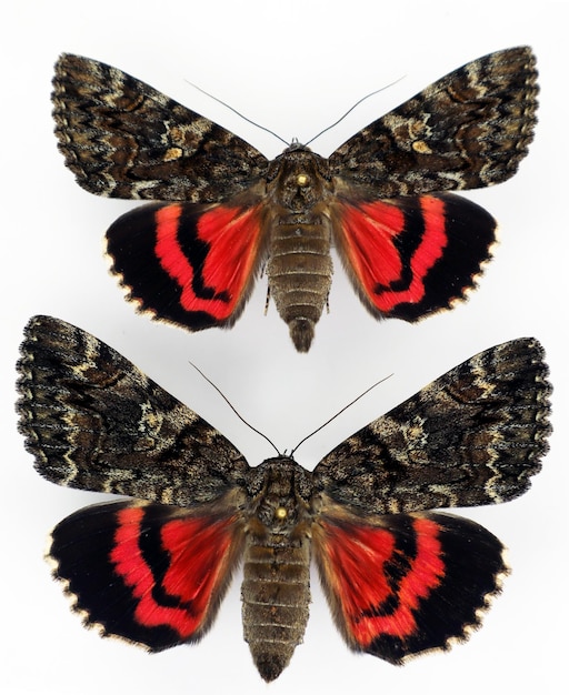 Butterflies isolated on white. Red crimson moth Catocala dilecta macro. Noctuidae, collection