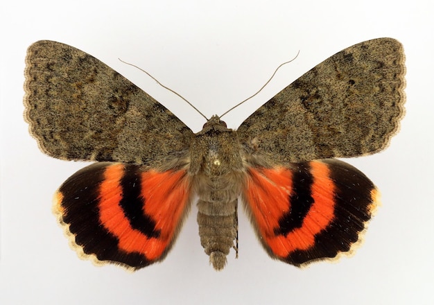 Butterflies isolated on white. Red moth Catocala oberthuri macro. Noctuidae, collection entomology