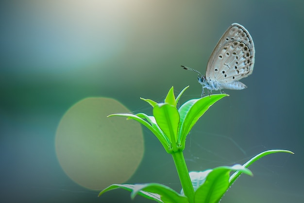 Butterflies  on  leafs