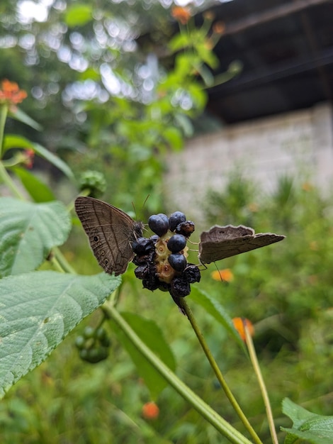 Photo butterflies on seeds