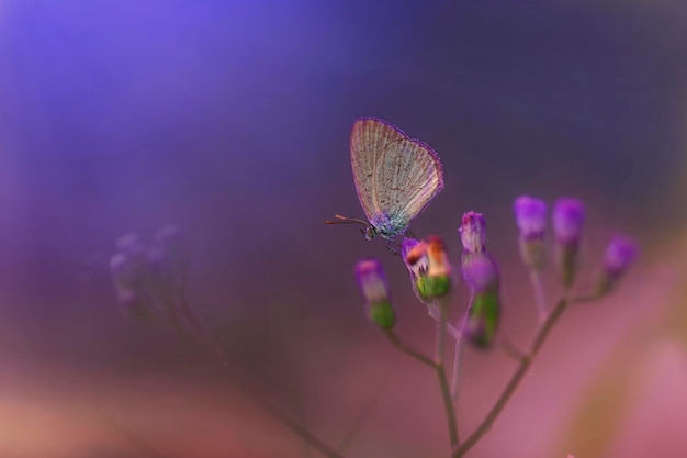 Butterflies Sitting on a Flower Macro Photo