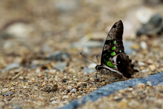 Butterflies (The Tailed Jay) and Flowers