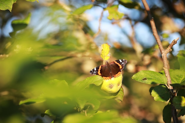 Butterflies on a tree. Butterflies and nectar. Birch juice. Butterflies in the forest. Nature. Forest. Butterflies.