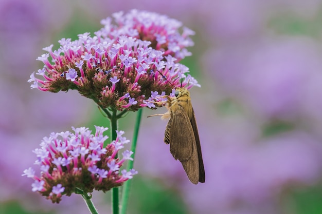 Butterflies on Verbena are blooming and beautiful in the rainy season.