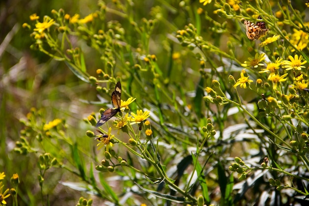 butterflies and wild flowers in spring