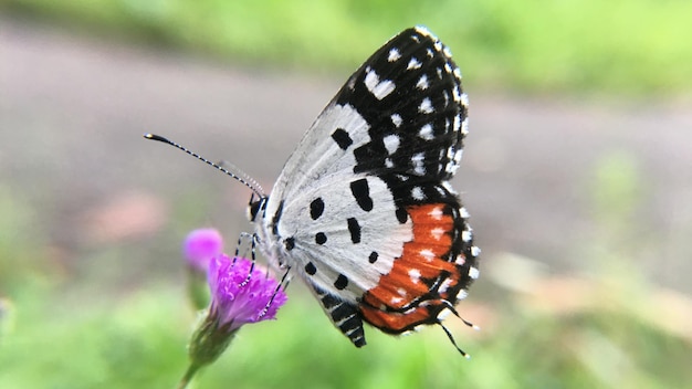 butterfly 129