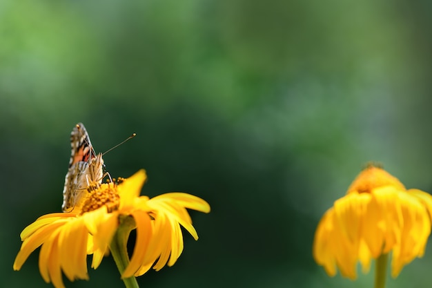 Butterfly admiral and flower. Beautiful Butterfly on a yellow flower on a sunny day on a green blurred background. Spring and summer backdrop. Macro