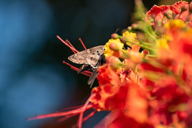 Butterfly beautiful butterfly pollinating beautiful flowers in Brazil autumn selective focus