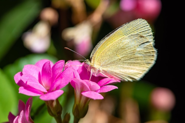 Butterfly beautiful butterfly pollinating beautiful flowers in Brazil autumn selective focus