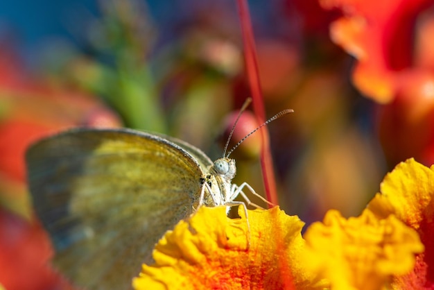 Butterfly beautiful butterfly pollinating beautiful flowers in Brazil autumn selective focus