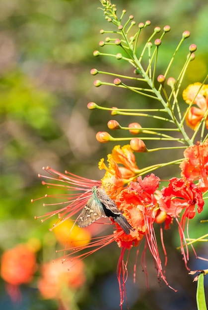 Butterfly beautiful butterfly pollinating beautiful flowers in the summer of Brazil natural light selective focus