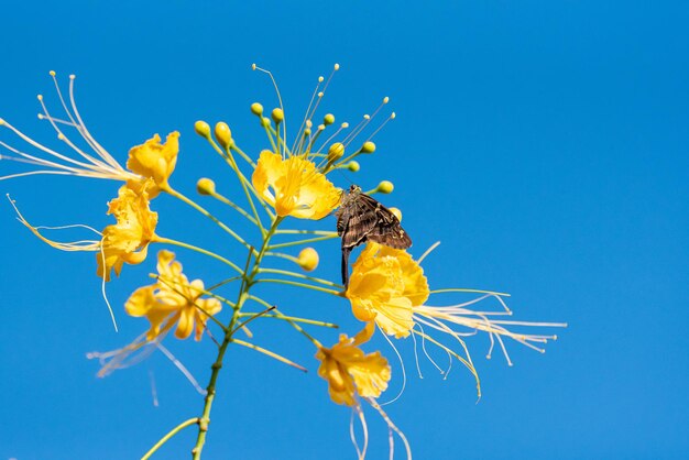 Butterfly beautiful butterfly pollinating beautiful flowers in the summer of Brazil natural light selective focus