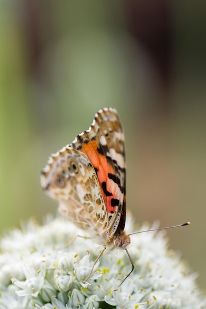 Butterfly on blossom flower in green nature