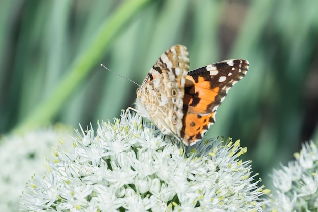 Butterfly on blossom flower in green naturex9