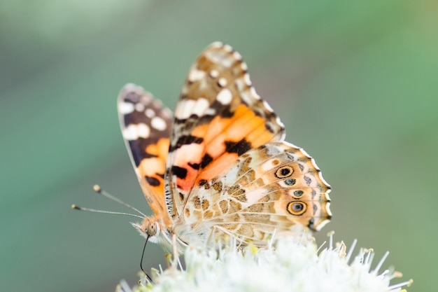 Butterfly on blossom flower in green naturex9