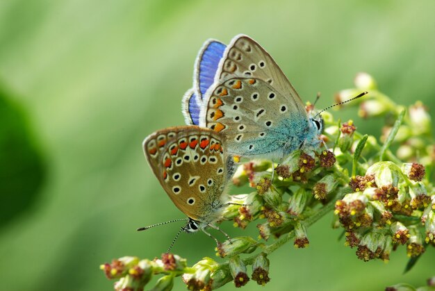 Butterfly on a branch