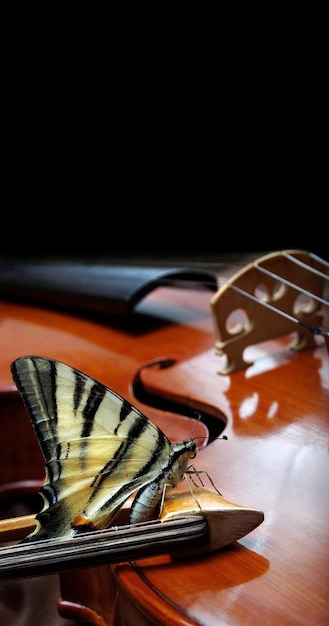 a butterfly and a butterfly on a violin