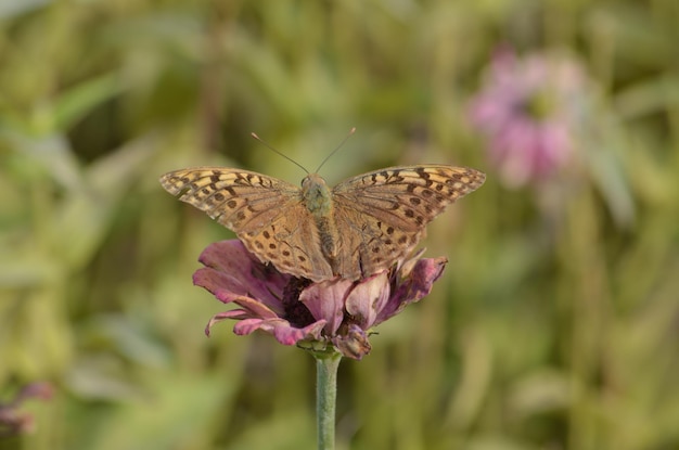 Butterfly collecting nectar and pollinating a flower