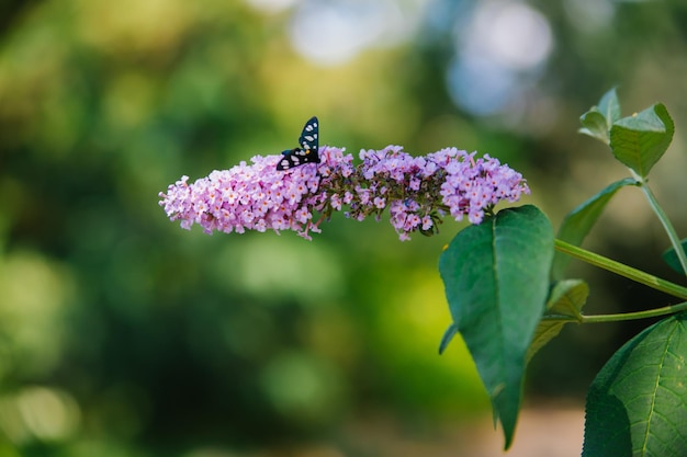 A butterfly collecting pollen from a purple budlea or Budlea flower also known as a butterfly bushA beautiful bush in the garden