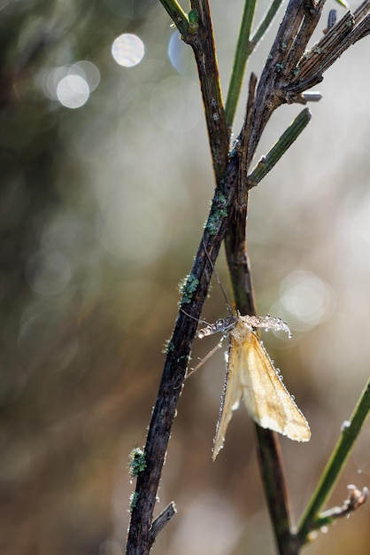 Butterfly covered with water drops