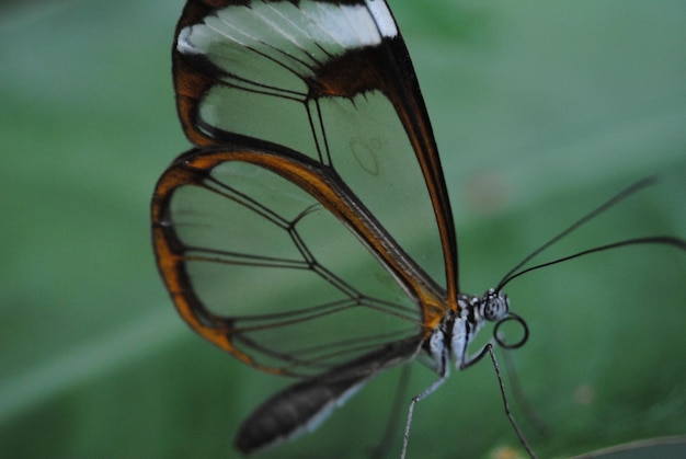 Photo butterfly eating on a flower