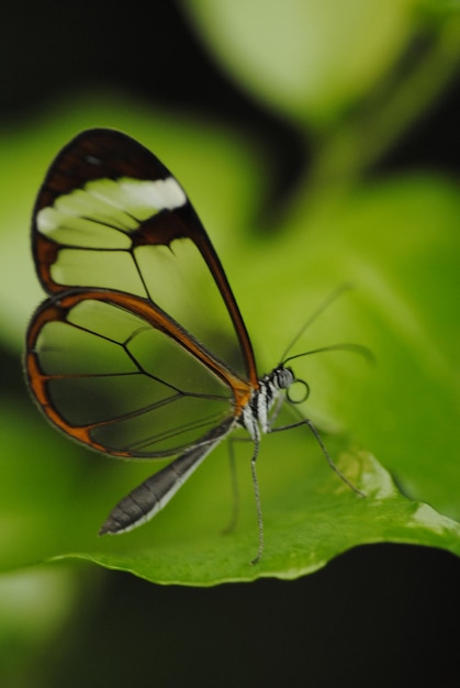 Photo butterfly eating on a flower