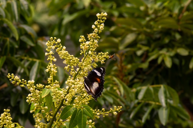 A butterfly eating nectar from longan flowers  Dimocarpus longan and helping pollination