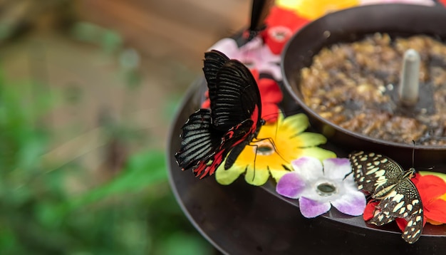 Butterfly eats from the flower feeder Papilio rumanzovia