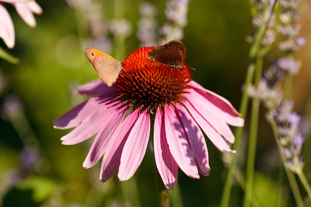 Butterfly on Echinacea flower