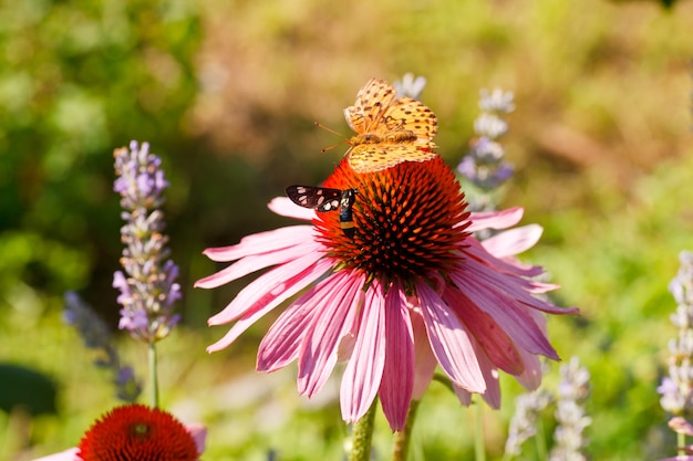 Butterfly on Echinacea flower