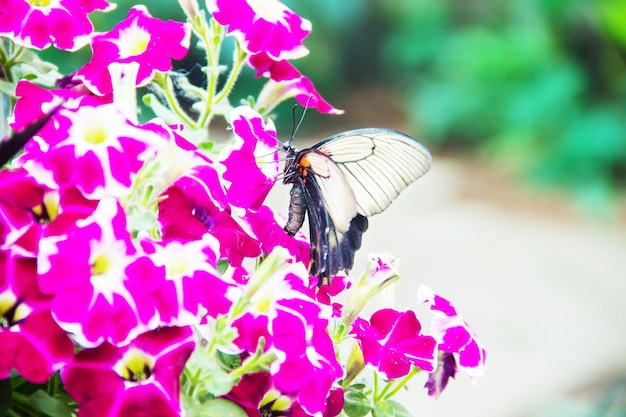 Butterfly farm butterflies on flowers and twigs selective focus