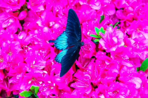 Butterfly farm butterflies on flowers and twigs selective focus