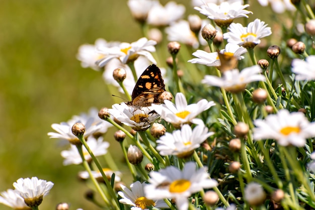 Butterfly in a field of daisy flowers