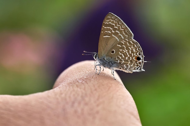 Photo a butterfly on a finger is perched on a finger.