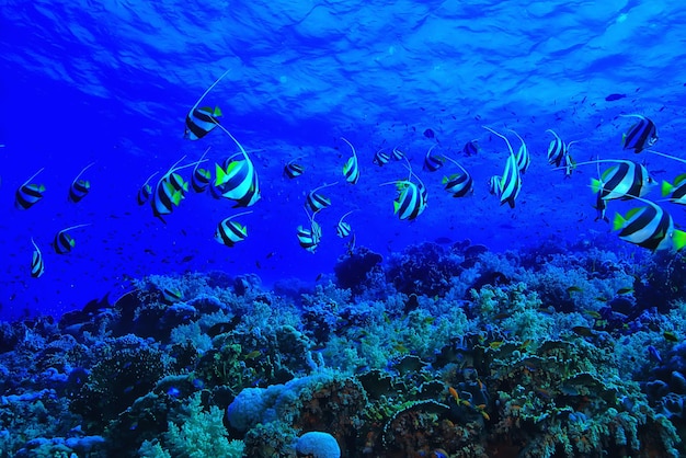 Butterfly fish underwater flock diving in the sea background wild under water nature