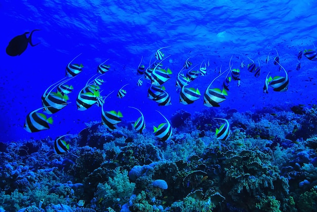 Butterfly fish underwater flock diving in the sea background wild under water nature