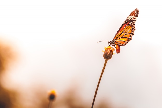 Butterfly  flies to find yellow flowers to find food.