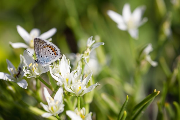 Butterfly on a flower close - up, spring composition