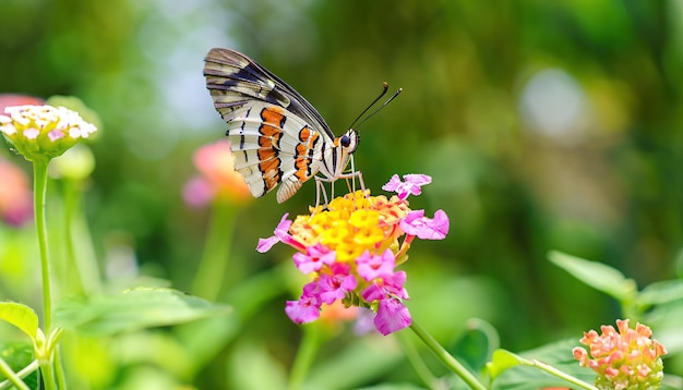 A butterfly on a flower in the garden