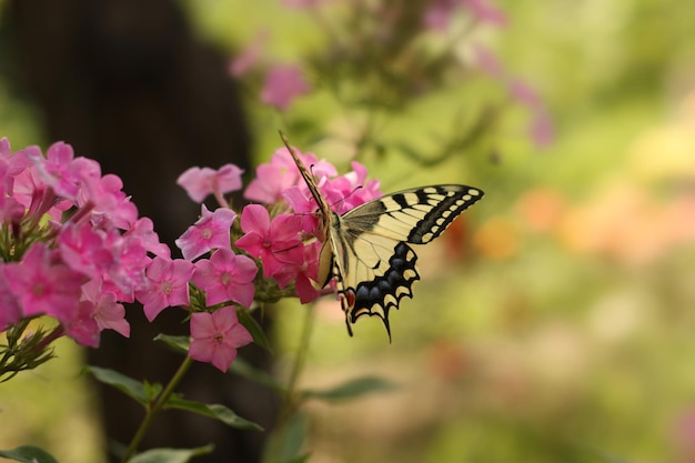 Butterfly on flower in the garden