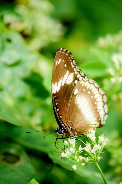 Photo a butterfly on a flower in the garden