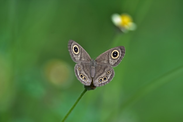 Butterfly on flower in a meadow, In spring close-up of a macro.