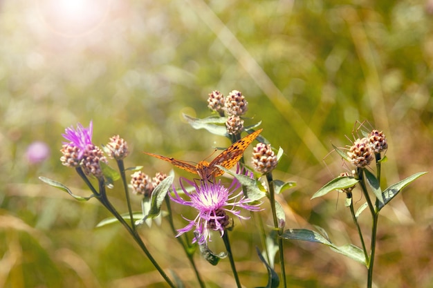 Butterfly on flower on meadow sunny day