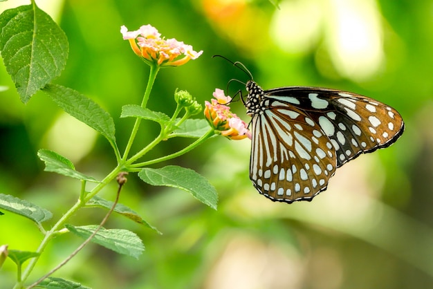 Butterfly on flower nature background soft focus